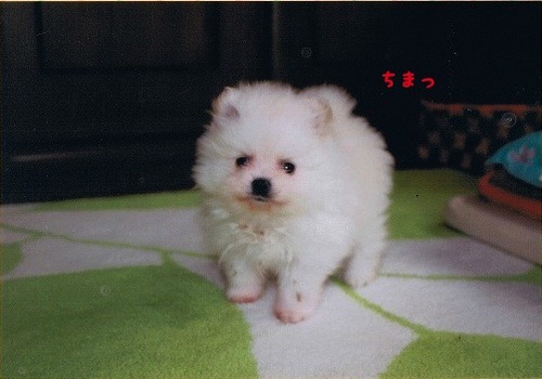 もふ小さい頃.jpg