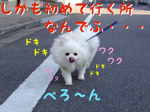 これからドッグカフェ。 -2.JPG