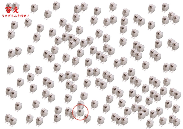 うさぎもふを探せ!答えjpg.jpg