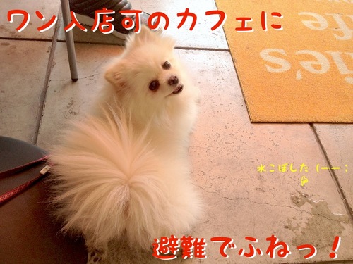 お出かけ(一応誕生日の)-3.JPG