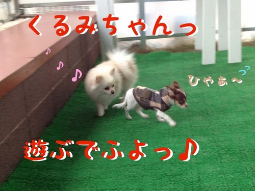 お友達とドッグカフェ -その2- -1.JPG
