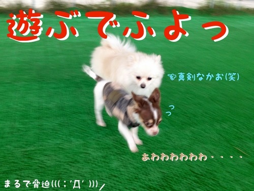 お友達とドッグカフェ -その2- -2.JPG