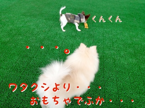 お友達とドッグカフェ -その2- -3.JPG