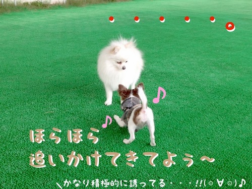 お友達とドッグカフェ -その2- -5.JPG