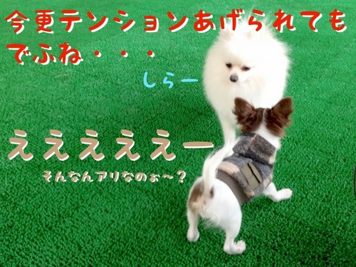 お友達とドッグカフェ -その2- -6.JPG