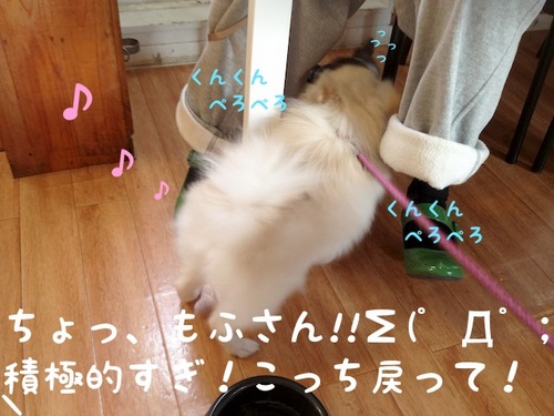 お友達とドッグカフェ その1 -4.JPG