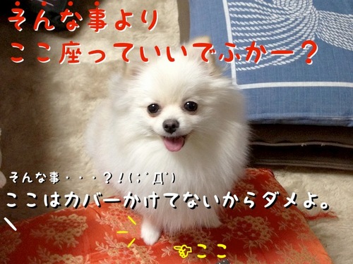 どこに座っていいでふか? -3.jpg