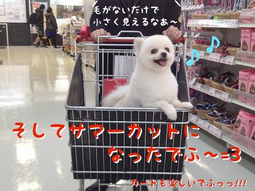 トリミング。 -4.JPG