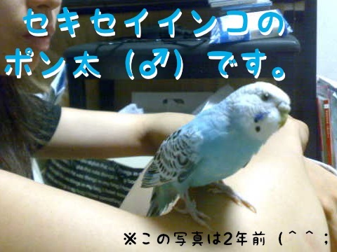 ポンちゃん.jpg