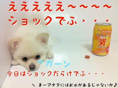 ヤケでふっ=3 -4.JPG