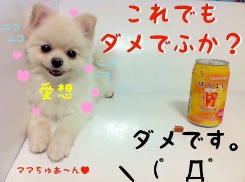 ヤケでふっ=3 -5.JPG