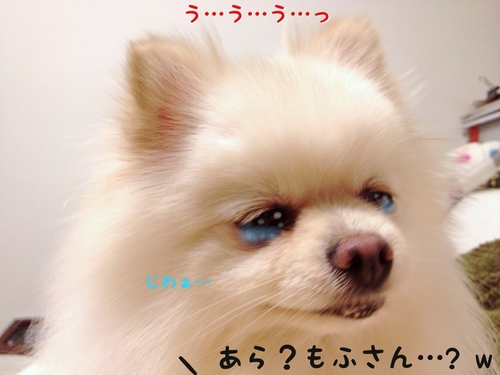 ワタクシめあてで・・・。 -5.JPG