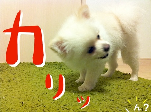 写真 11-08-13 22 58 26.jpeg