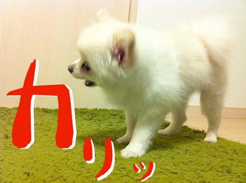 写真 11-08-13 22 58 31.jpeg