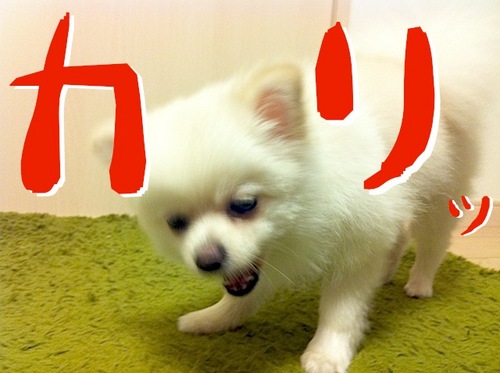 写真 11-08-13 23 00 43.jpeg