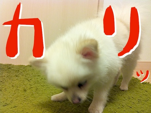 写真 11-08-13 23 00 44.jpeg