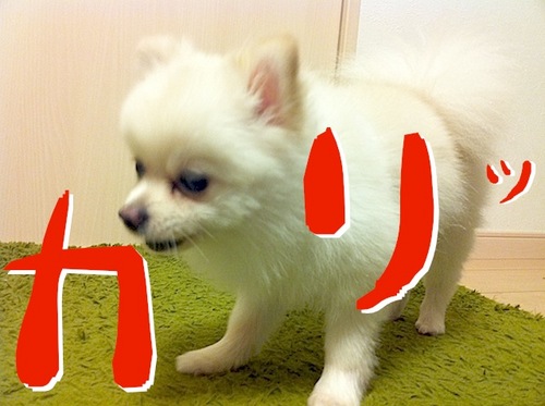写真 11-08-13 23 00 47.jpeg