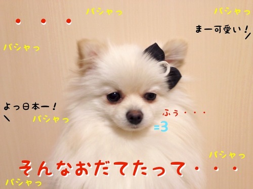 安くない。-2.JPG