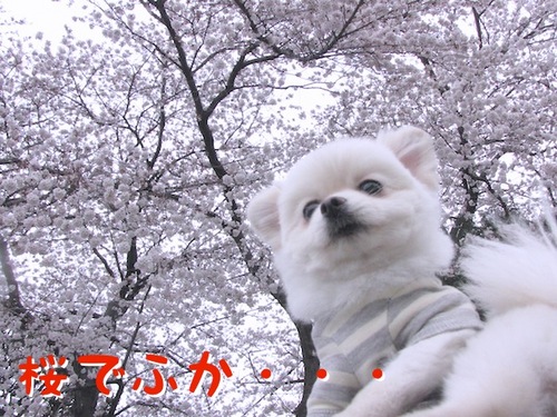 桜には・・・。-1.JPG