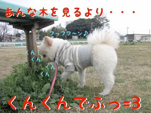 桜には・・・。-3.JPG