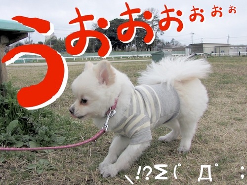桜には・・・。-4.JPG
