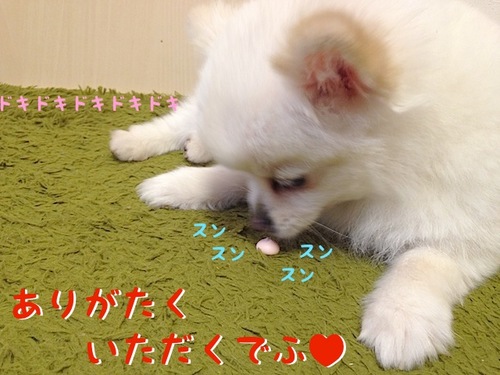 頂いたでふっ!!-3.JPG