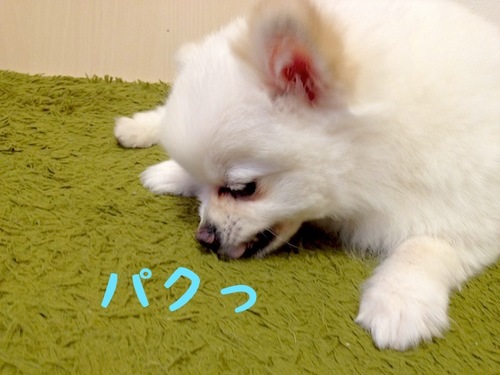 頂いたでふっ!!-4.JPG