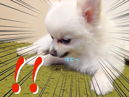 頂いたでふっ!!-5.JPG