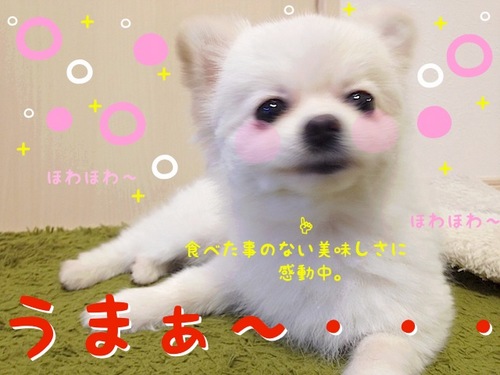 頂いたでふっ!!-6.JPG