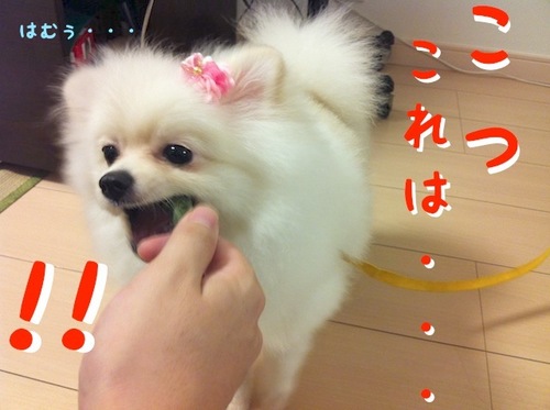 Photo 11月 03, 1 40 57 午後.jpg