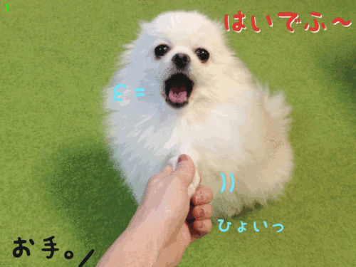 anime2.gif