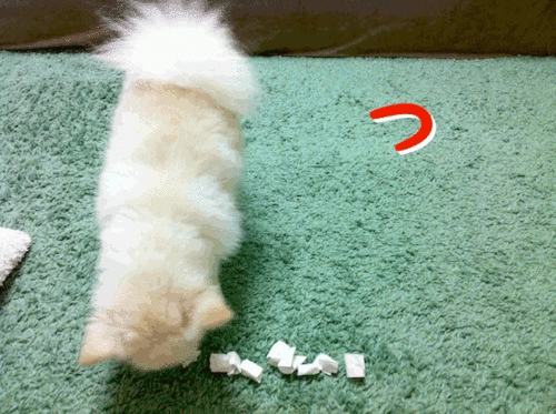 5.gif